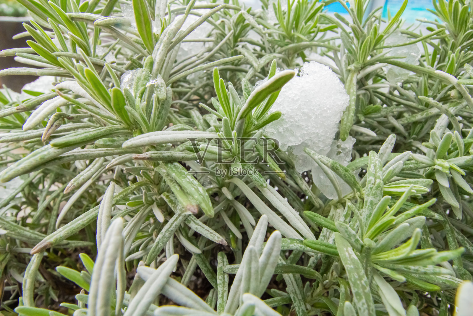 薰衣草(羊毛薰衣草)照片摄影图片