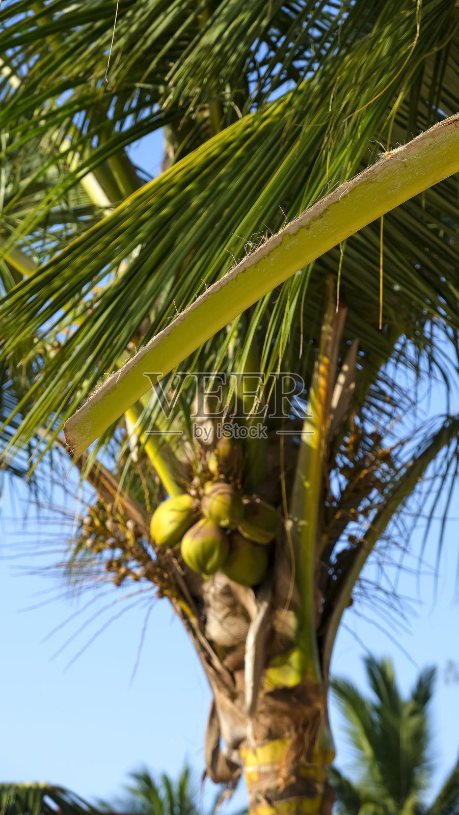 美丽的自然热带背景。副本的空间。有选择性的重点。小的深度。照片摄影图片
