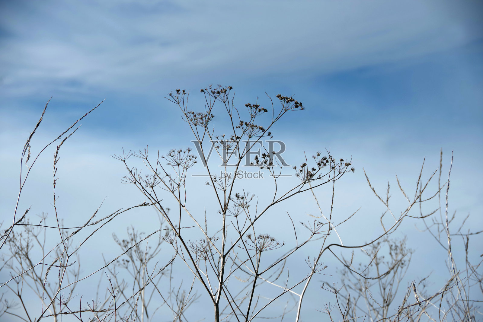 干燥植物与天空照片摄影图片