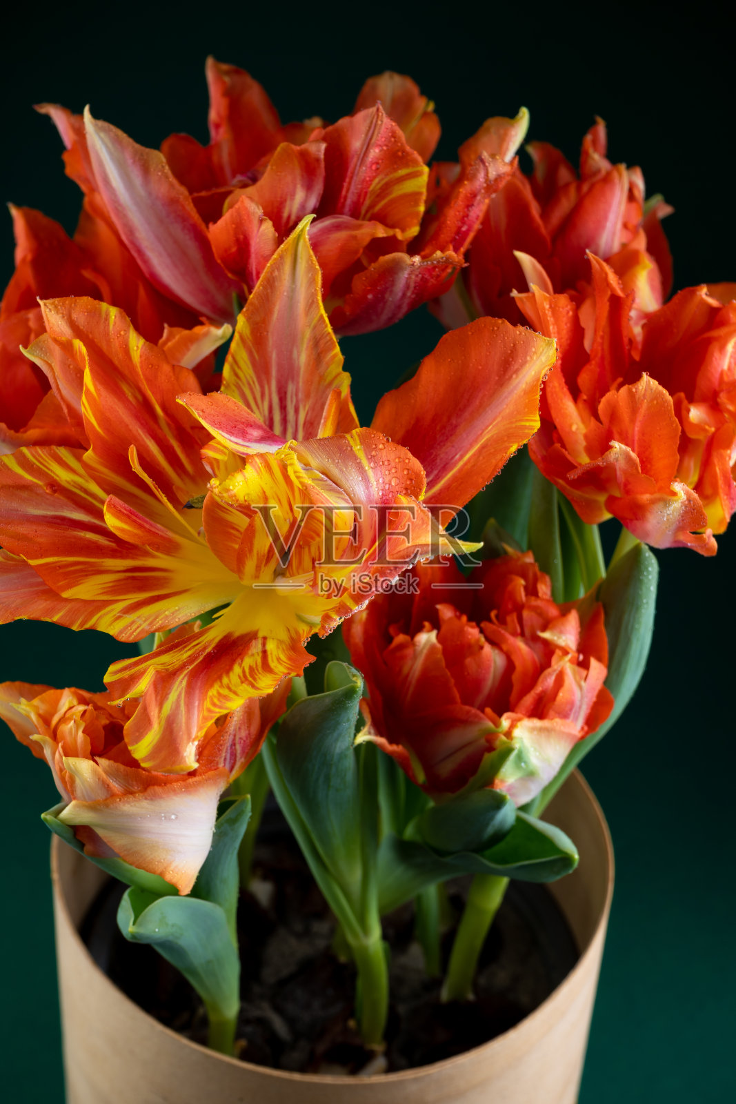 束郁金香。花交付。绿色背景。郁金香照片摄影图片