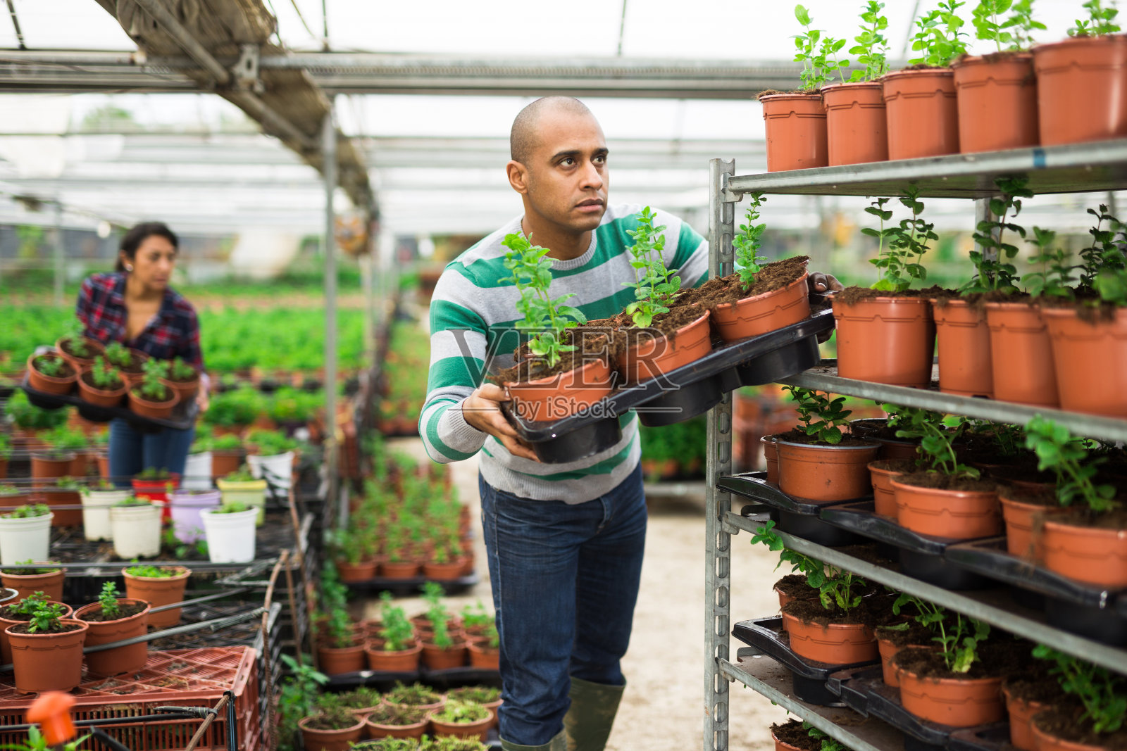 有经验的拉丁美洲农民在温室里检查花盆里的幼苗。照片摄影图片