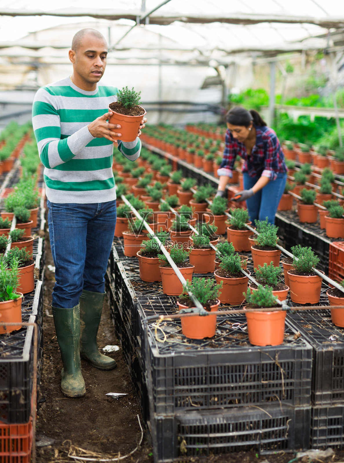 自信的男性农民，从事温室植物的栽培照片摄影图片