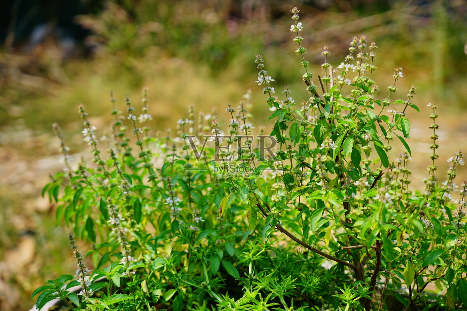 罗勒照片摄影图片