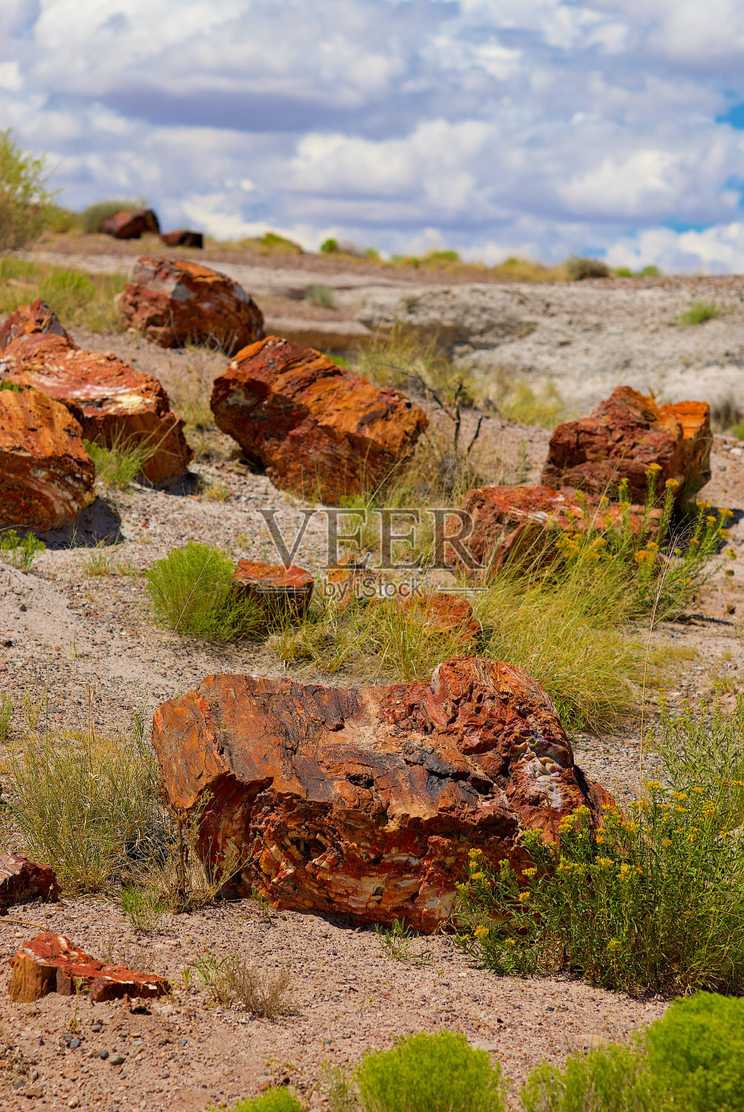石化森林国家公园的石化木材，亚利桑那州照片摄影图片