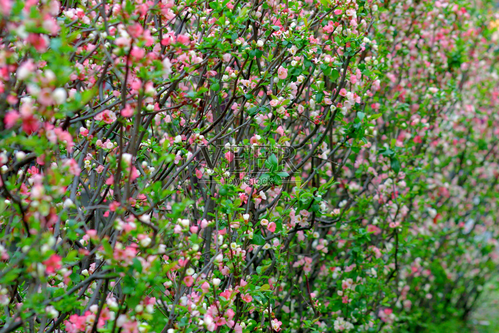 日本木瓜/木瓜Japonica花照片摄影图片