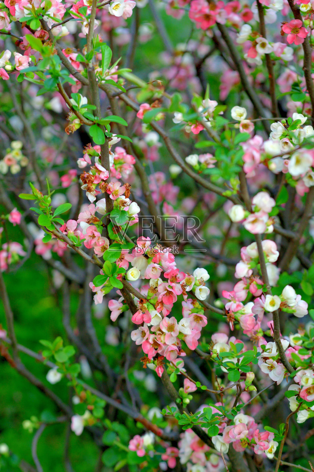 日本木瓜/木瓜Japonica花照片摄影图片