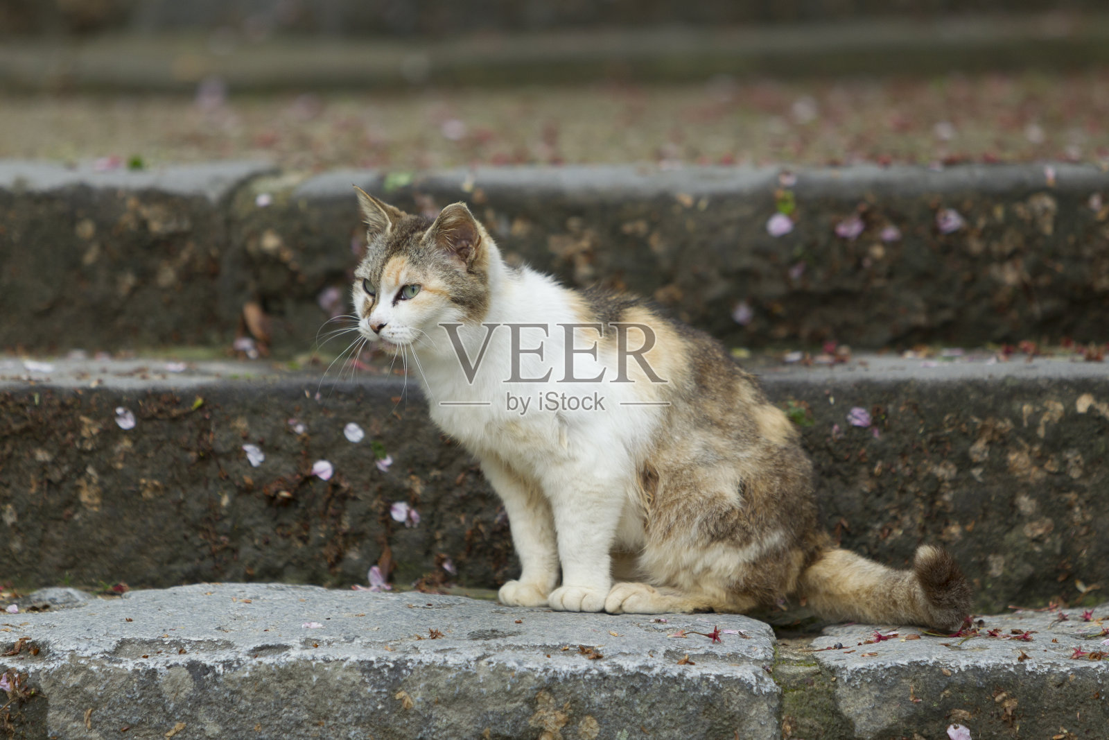 猫照片摄影图片