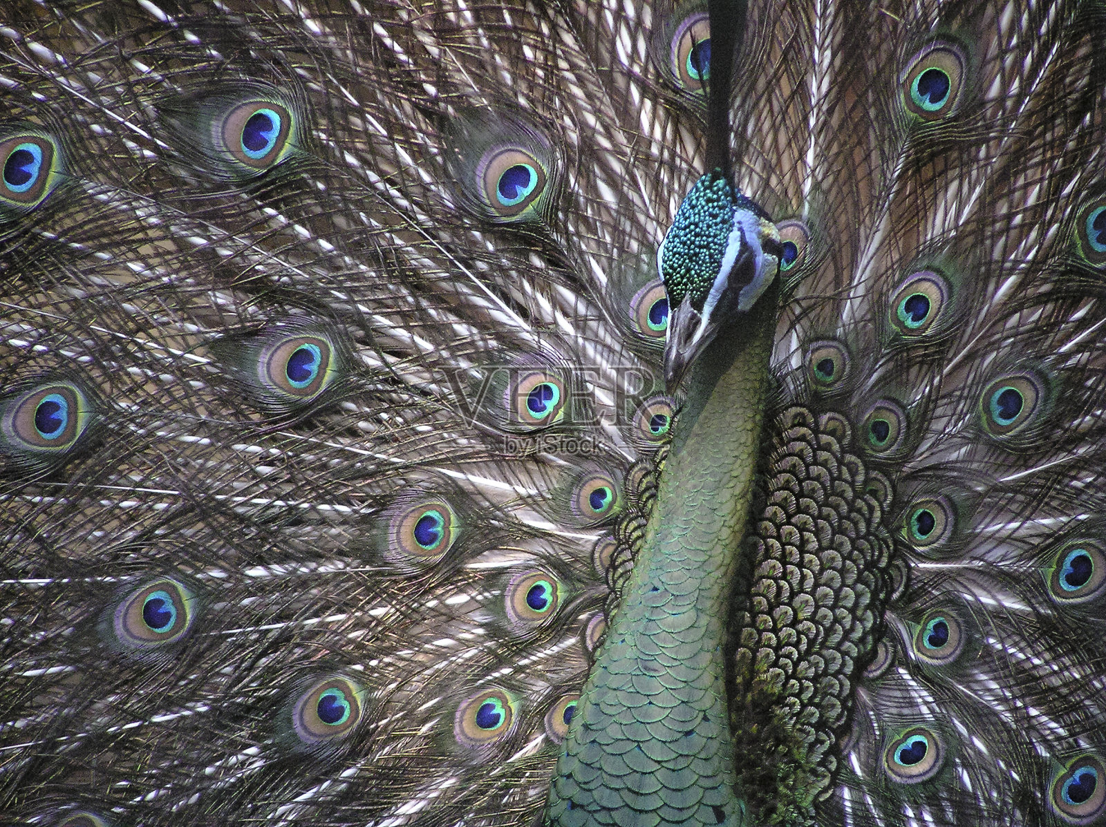 孔雀照片摄影图片