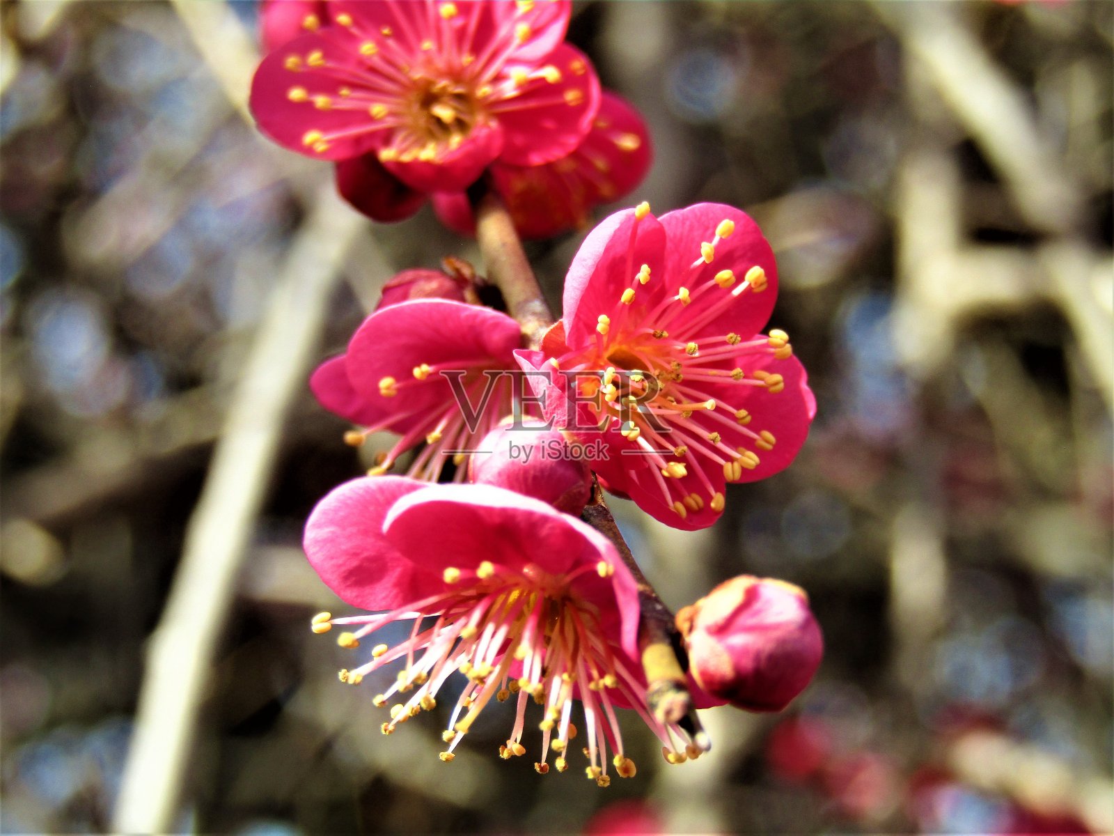 日本。2月。梅花。特写镜头。照片摄影图片