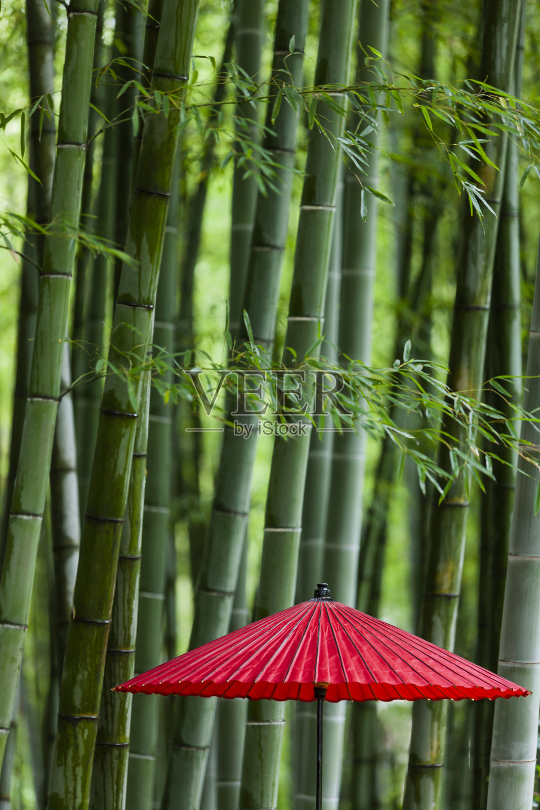 竹林中的日本伞照片摄影图片