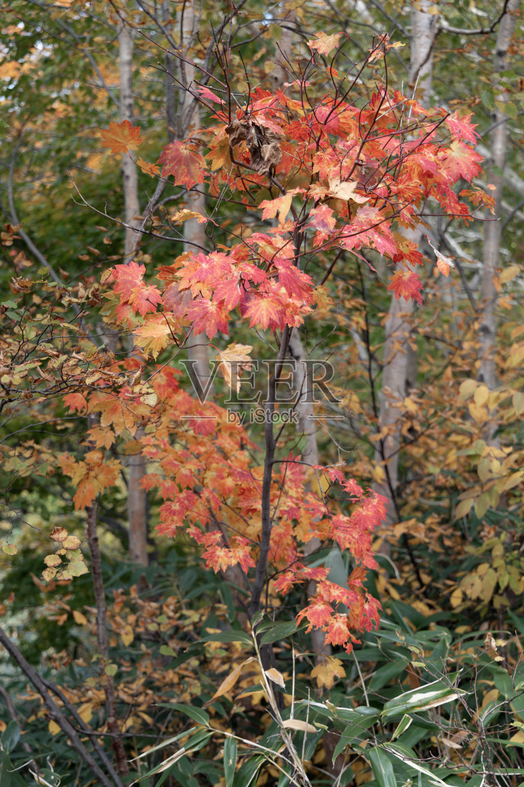 枫叶照片摄影图片