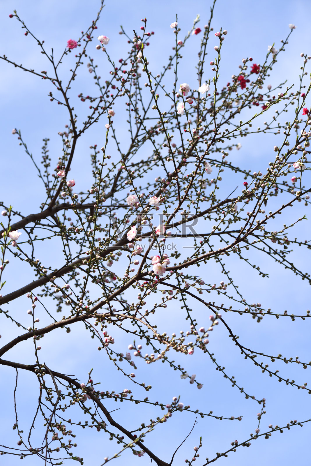 景深较浅的桃花照片摄影图片