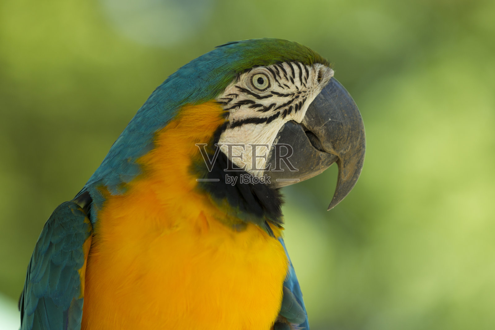 鹦鹉照片摄影图片