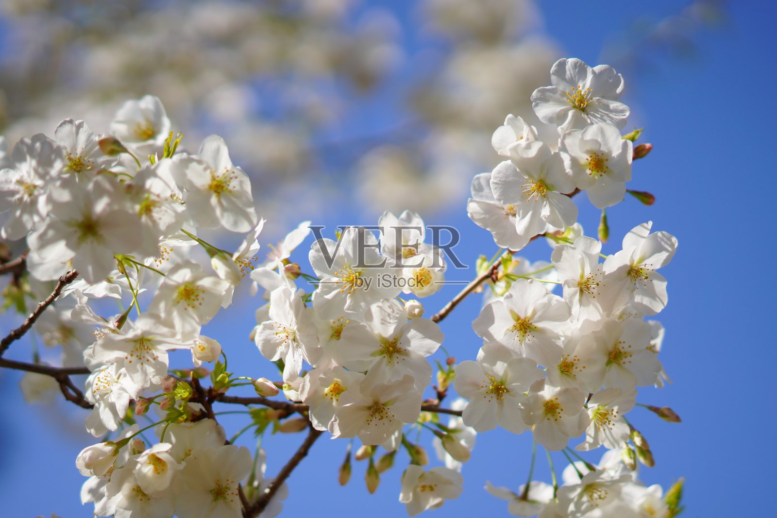 樱花在公园里盛开照片摄影图片