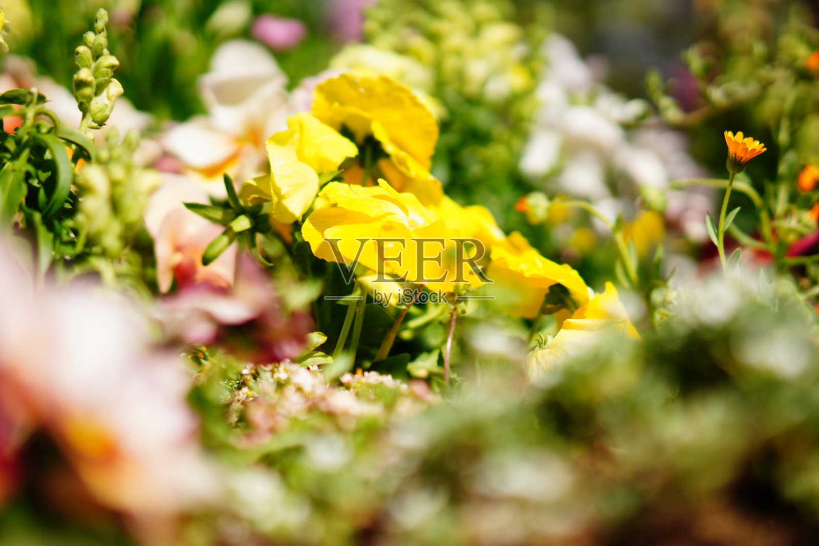 东京的一个公园里有很多花照片摄影图片