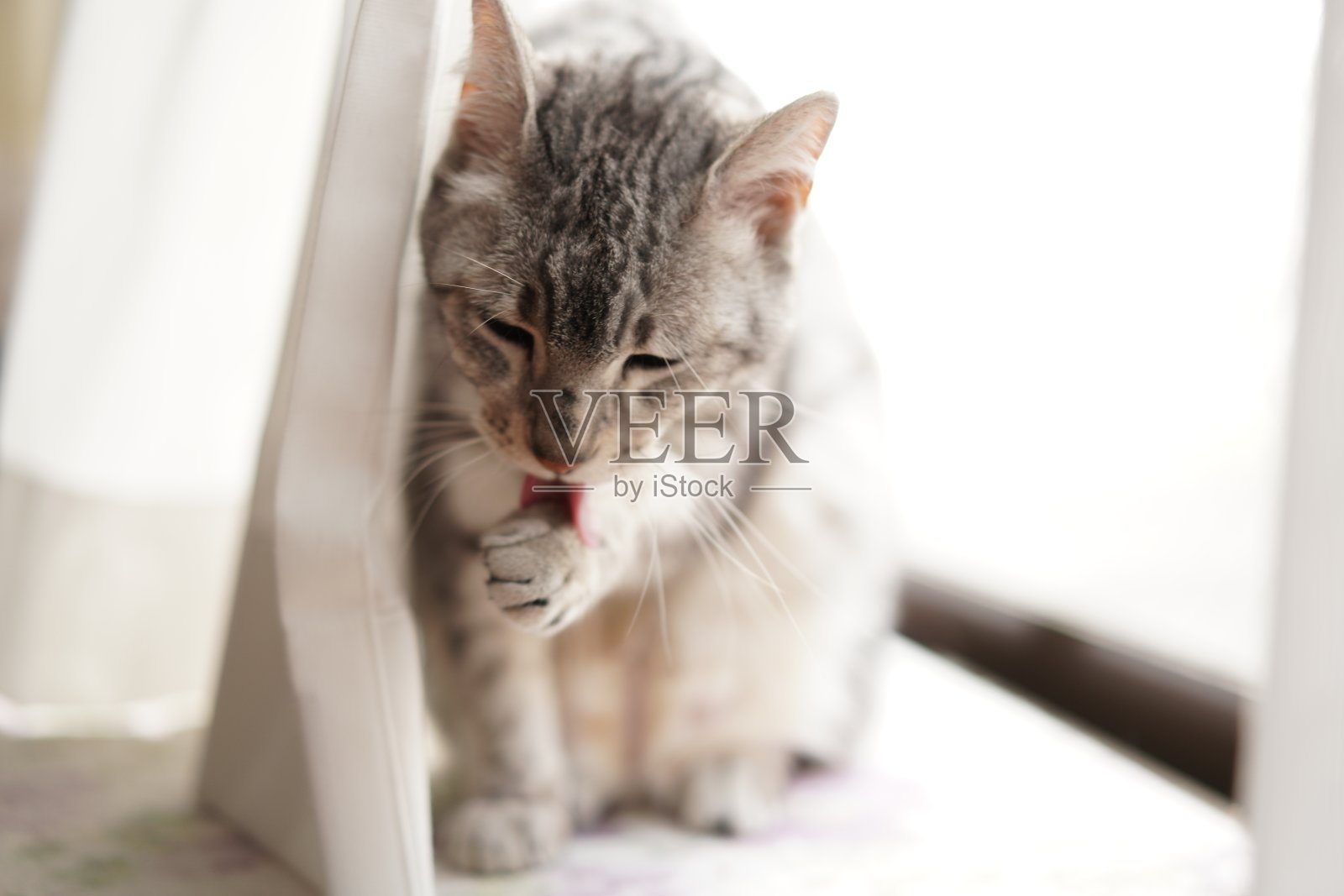 埃及茅鼠给他的身体蒙上阴影照片摄影图片