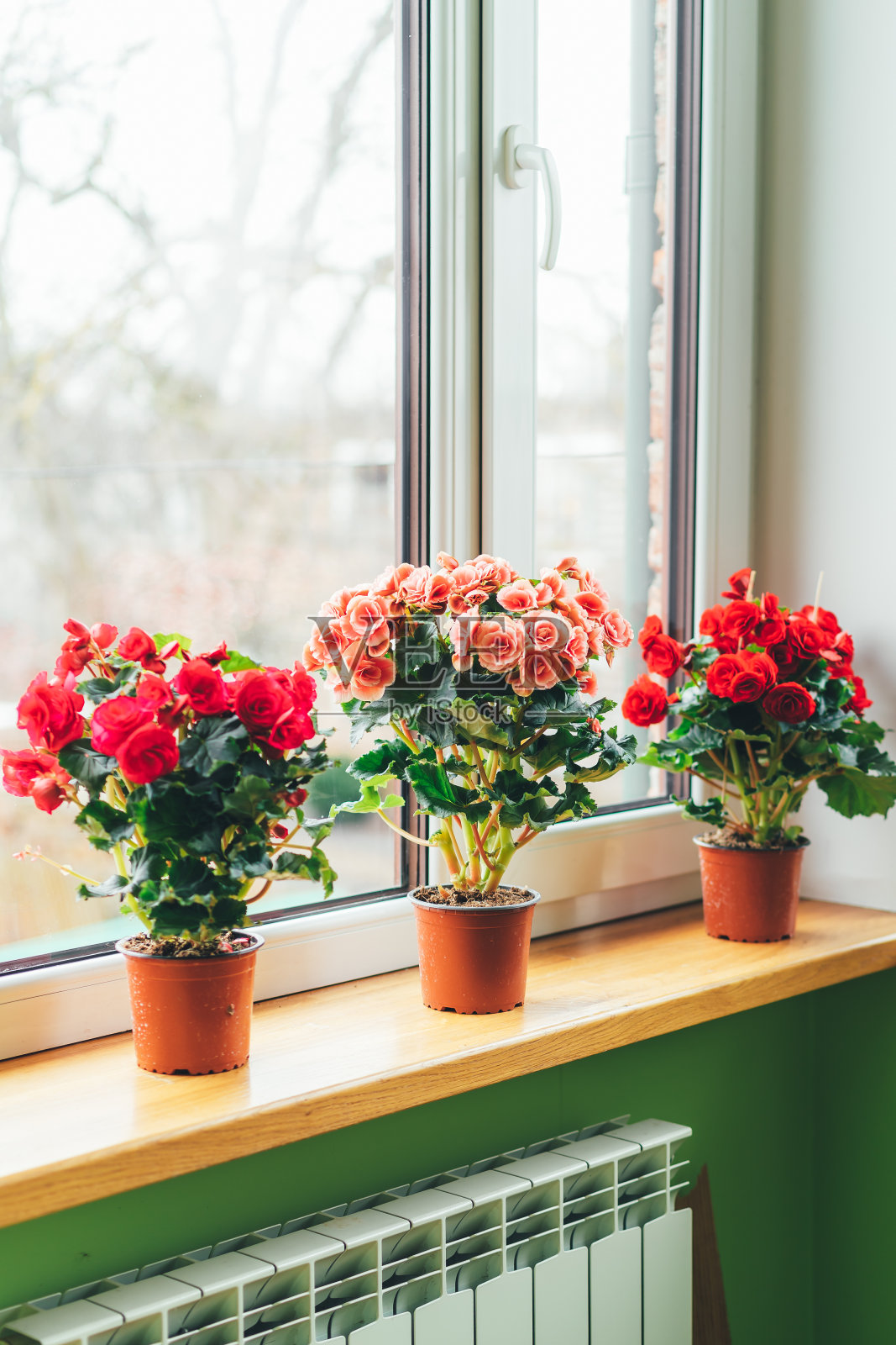 窗户上亮着秋海棠。园艺在家里。有选择性的重点。照片摄影图片