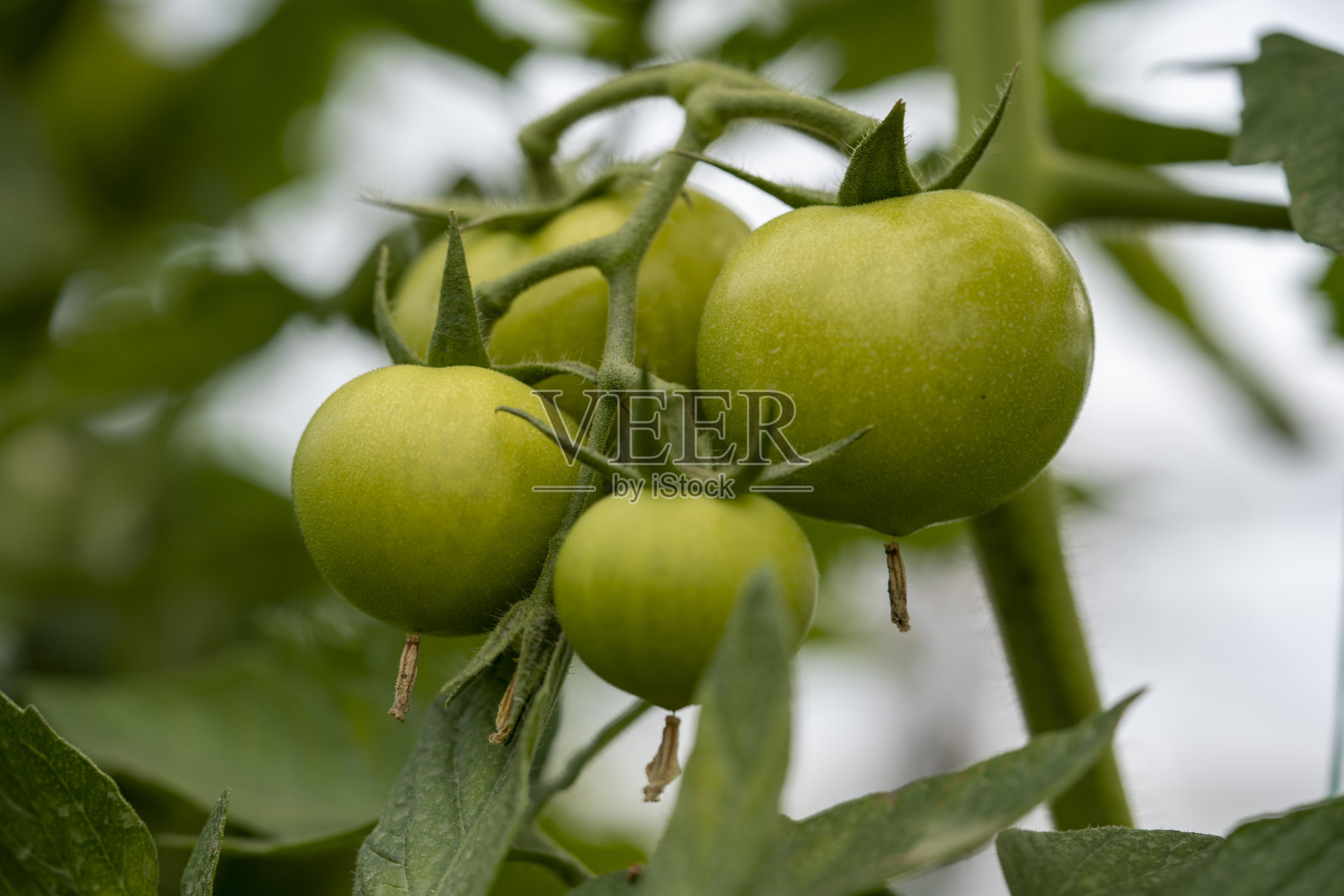 温室中生长的绿色番茄。关闭视图。照片摄影图片