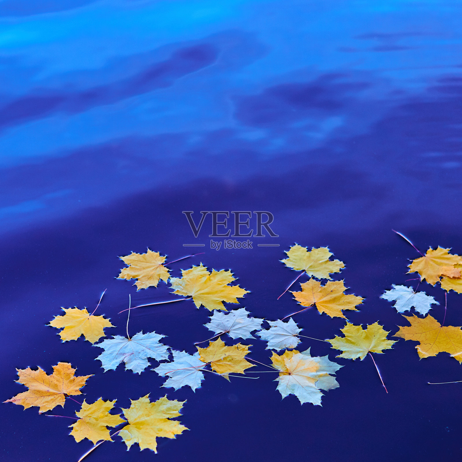 秋天黄色的枫叶落在碧水的水面上。文本空间照片摄影图片