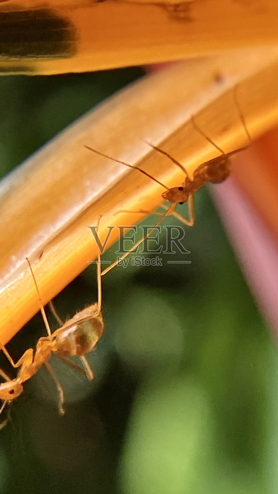 两只小火蚁倒在花瓣上/ LFA /电蚁/ wasmannia auropunctata照片摄影图片