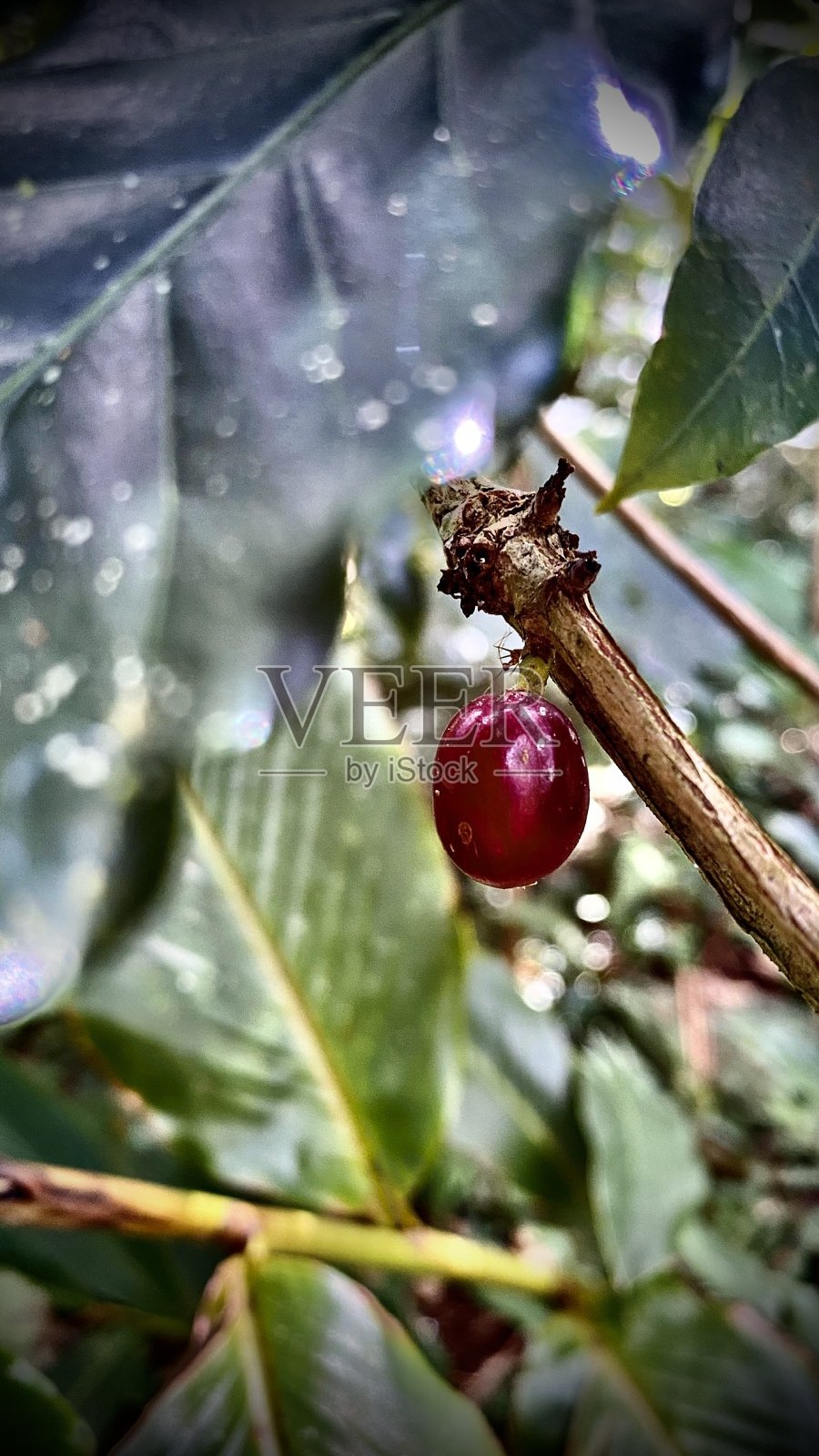 一颗红海地咖啡豆在露水/咖啡照片摄影图片