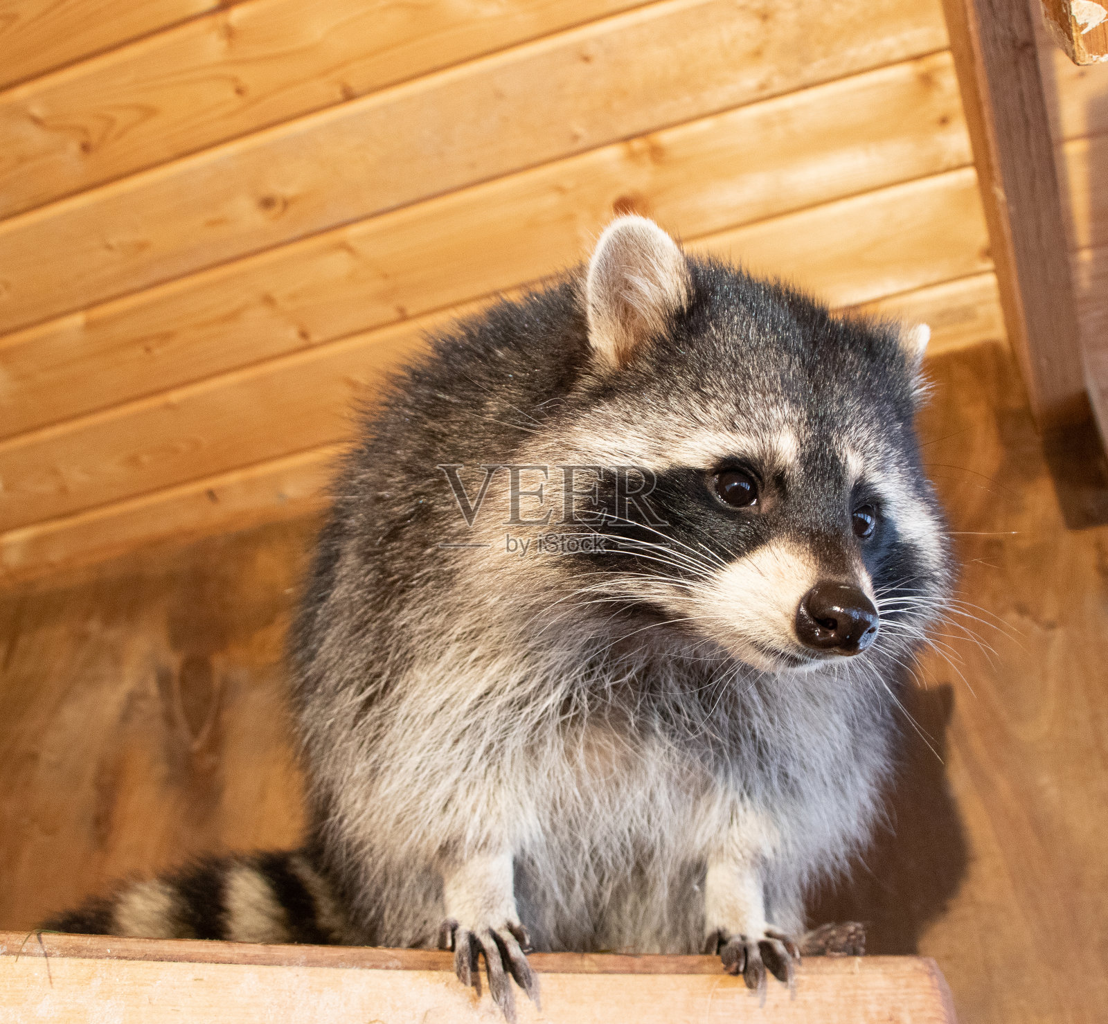 木头房子里的浣熊照片摄影图片