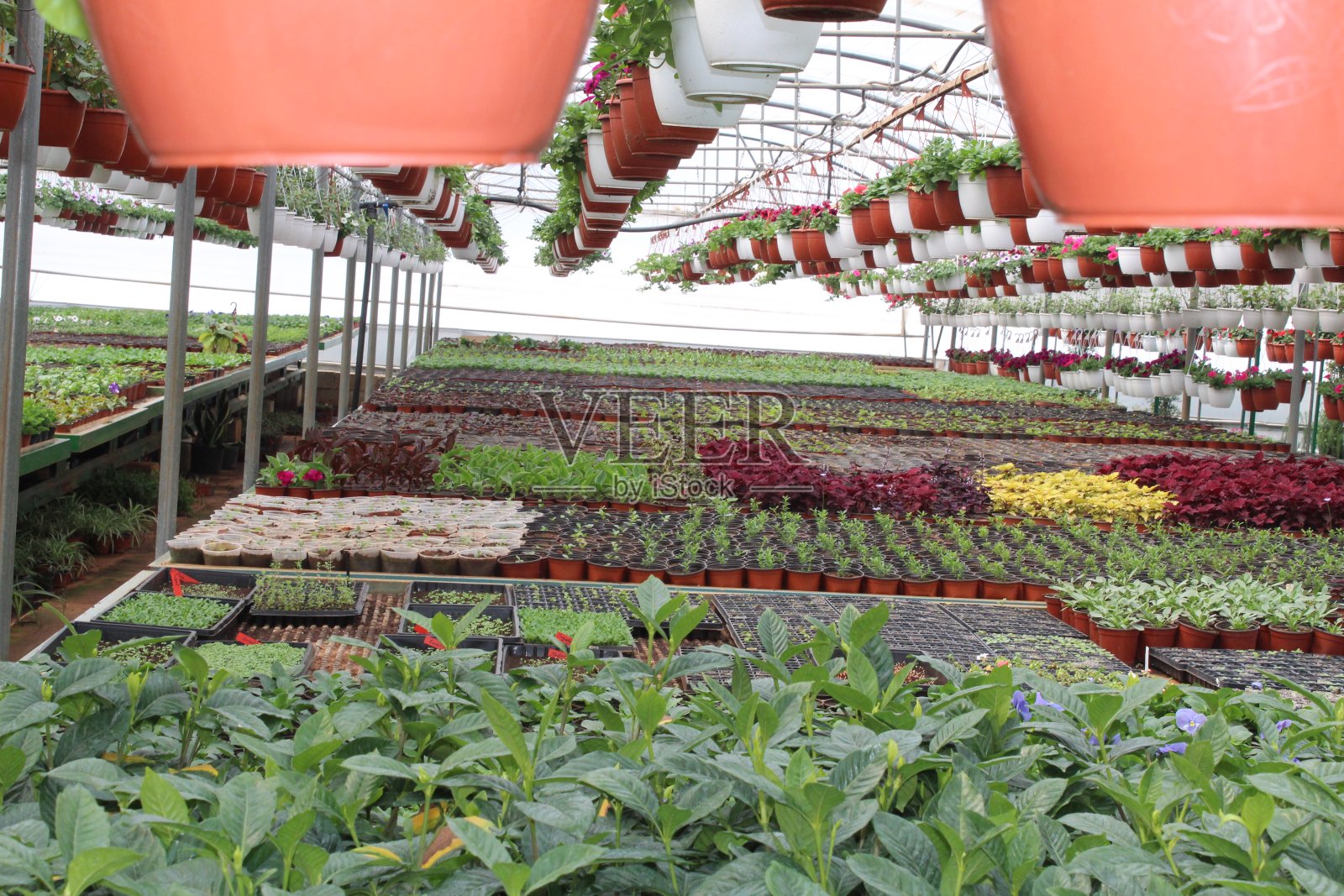 植物和花卉照片摄影图片