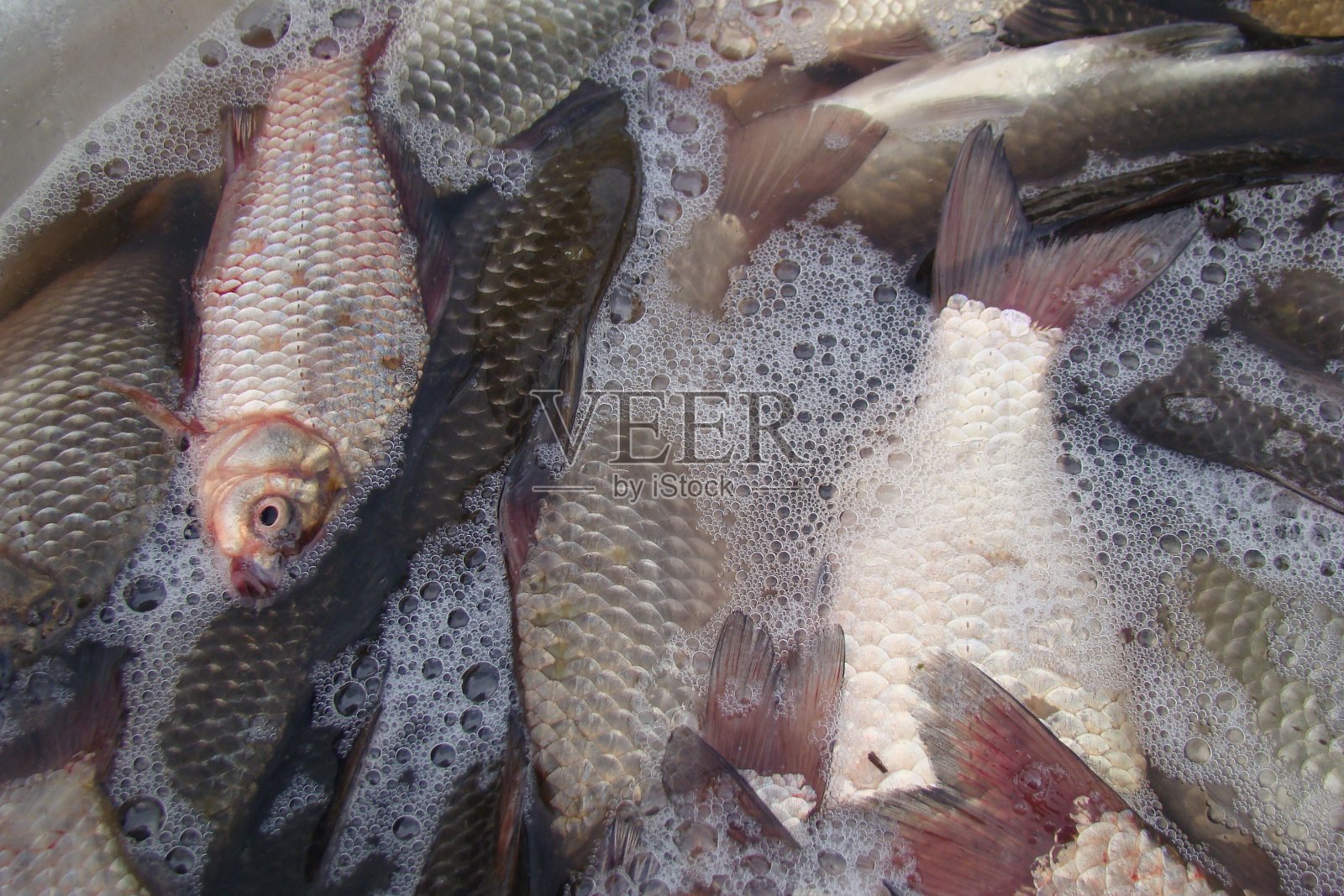 鲫鱼照片摄影图片