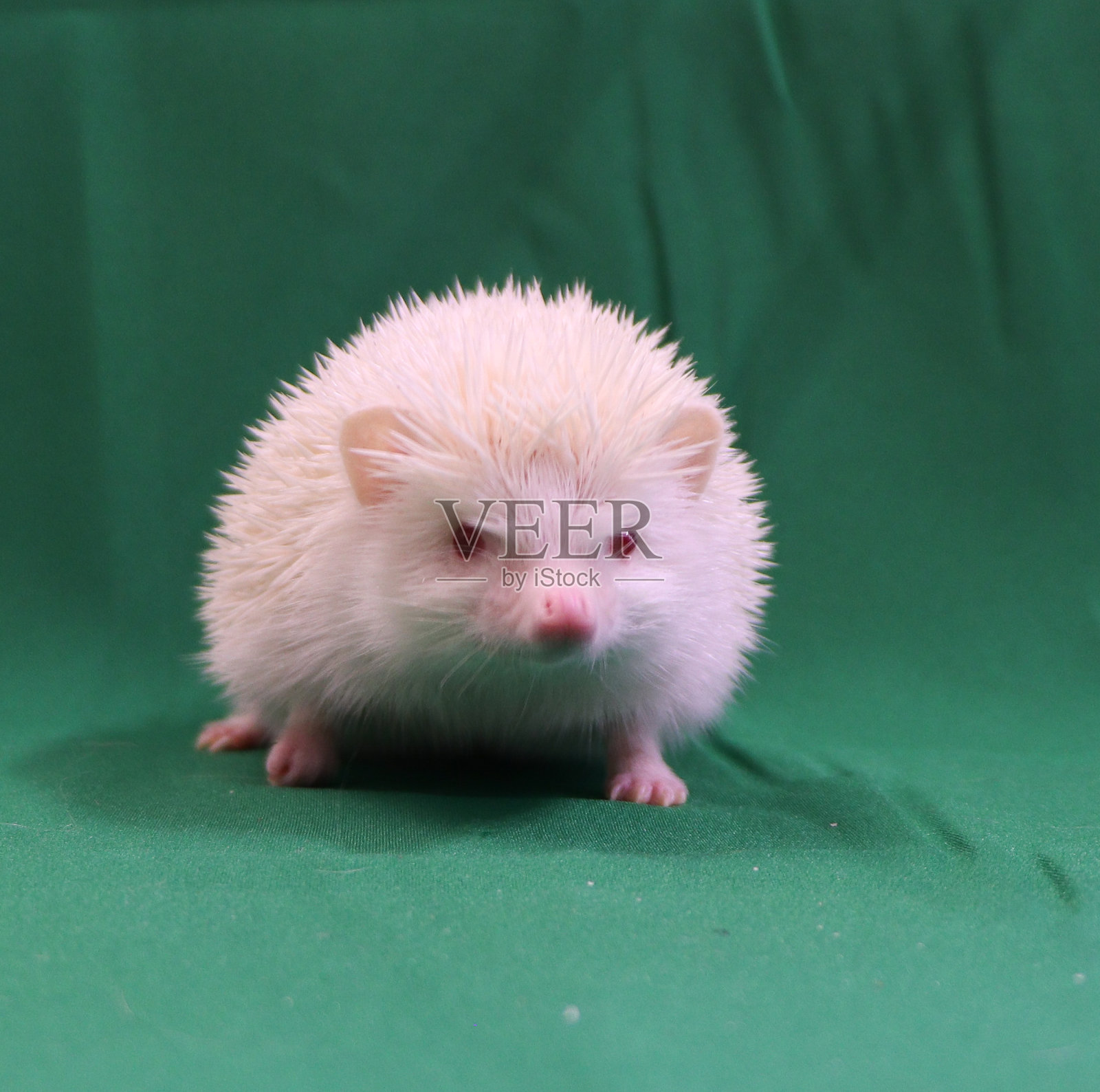 白色的非洲刺猬照片摄影图片