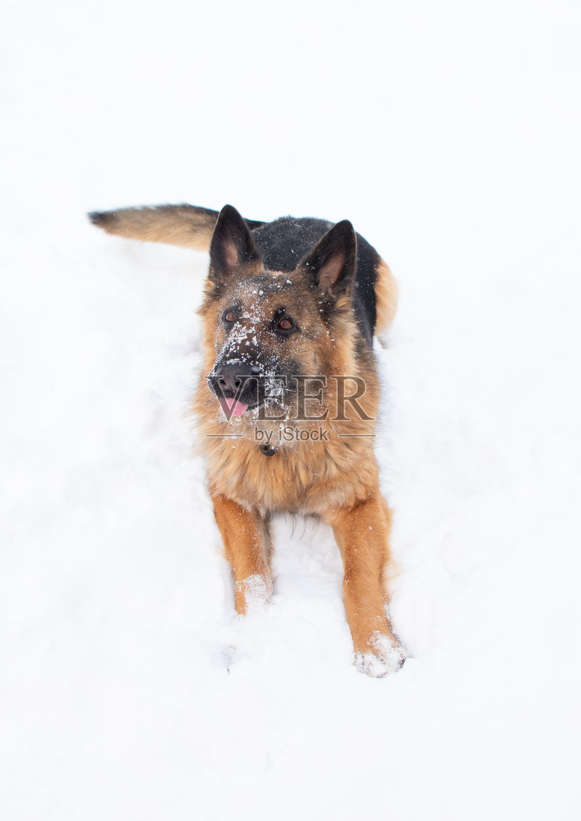 可爱的铺设的狗照片摄影图片