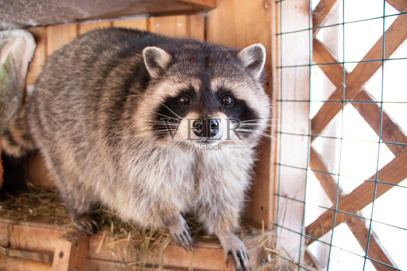 有趣的动物照片摄影图片