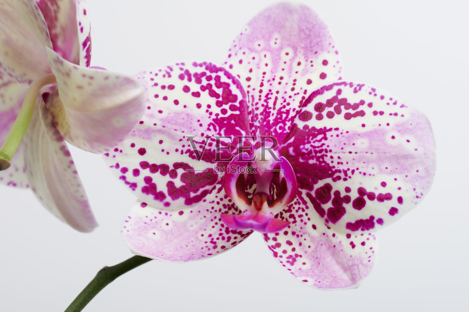 紫兰花头照片摄影图片