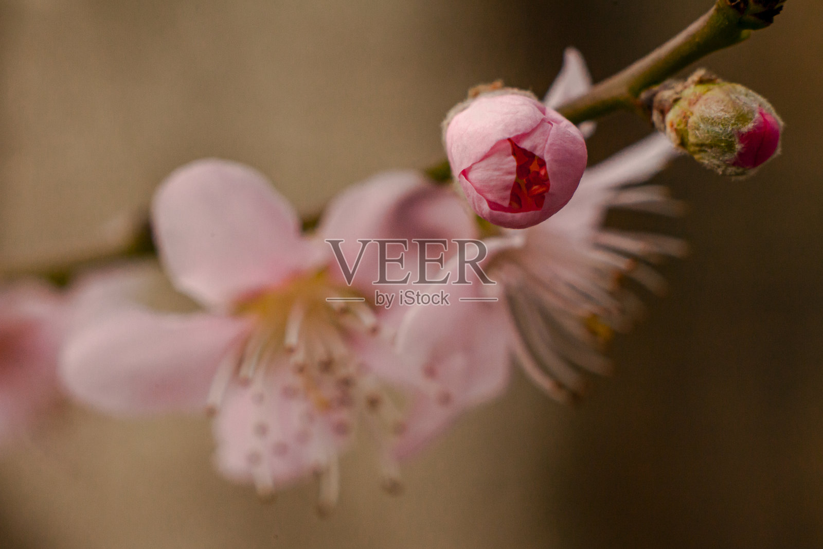 春天的花朵照片摄影图片