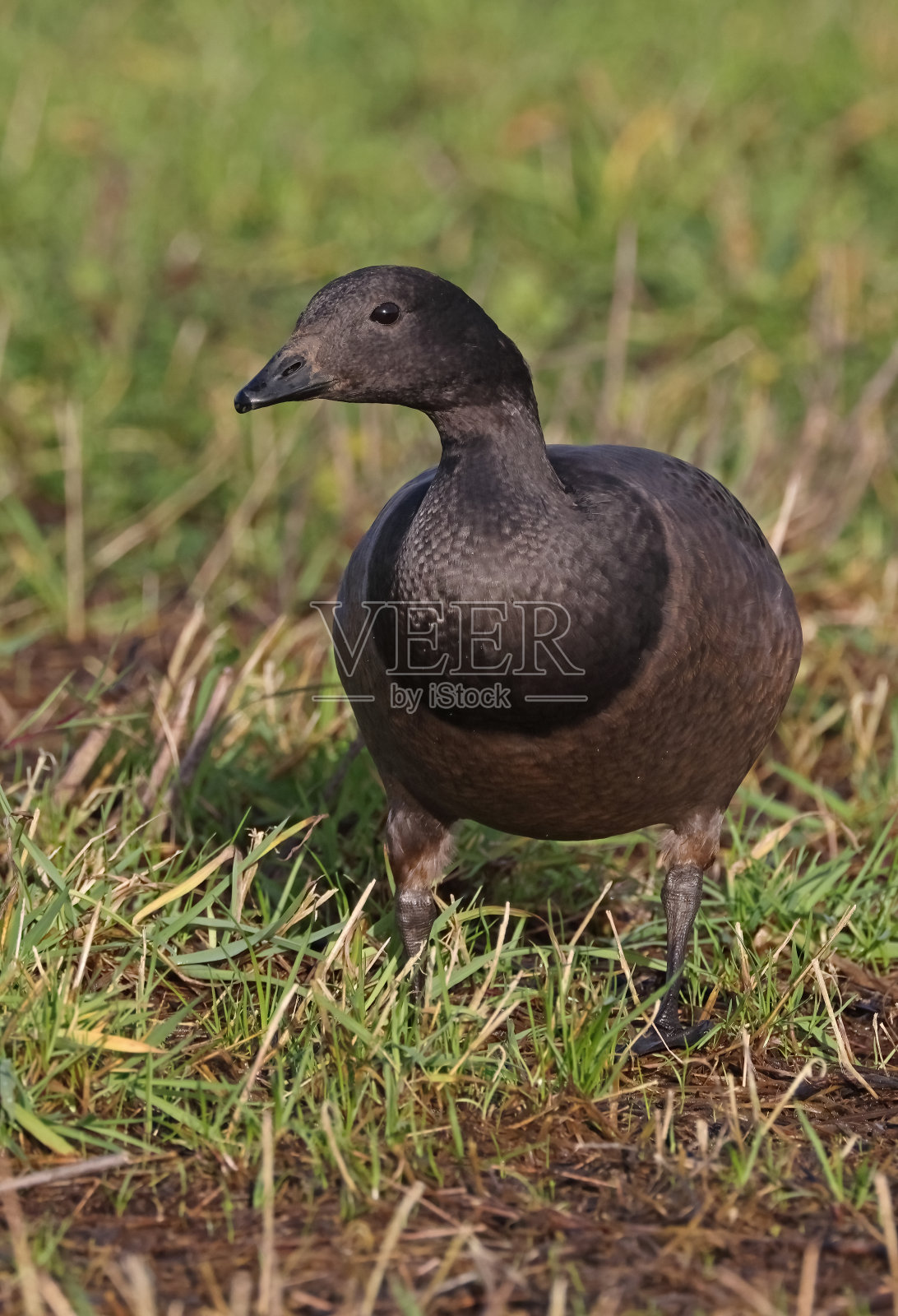 布伦特鹅照片摄影图片