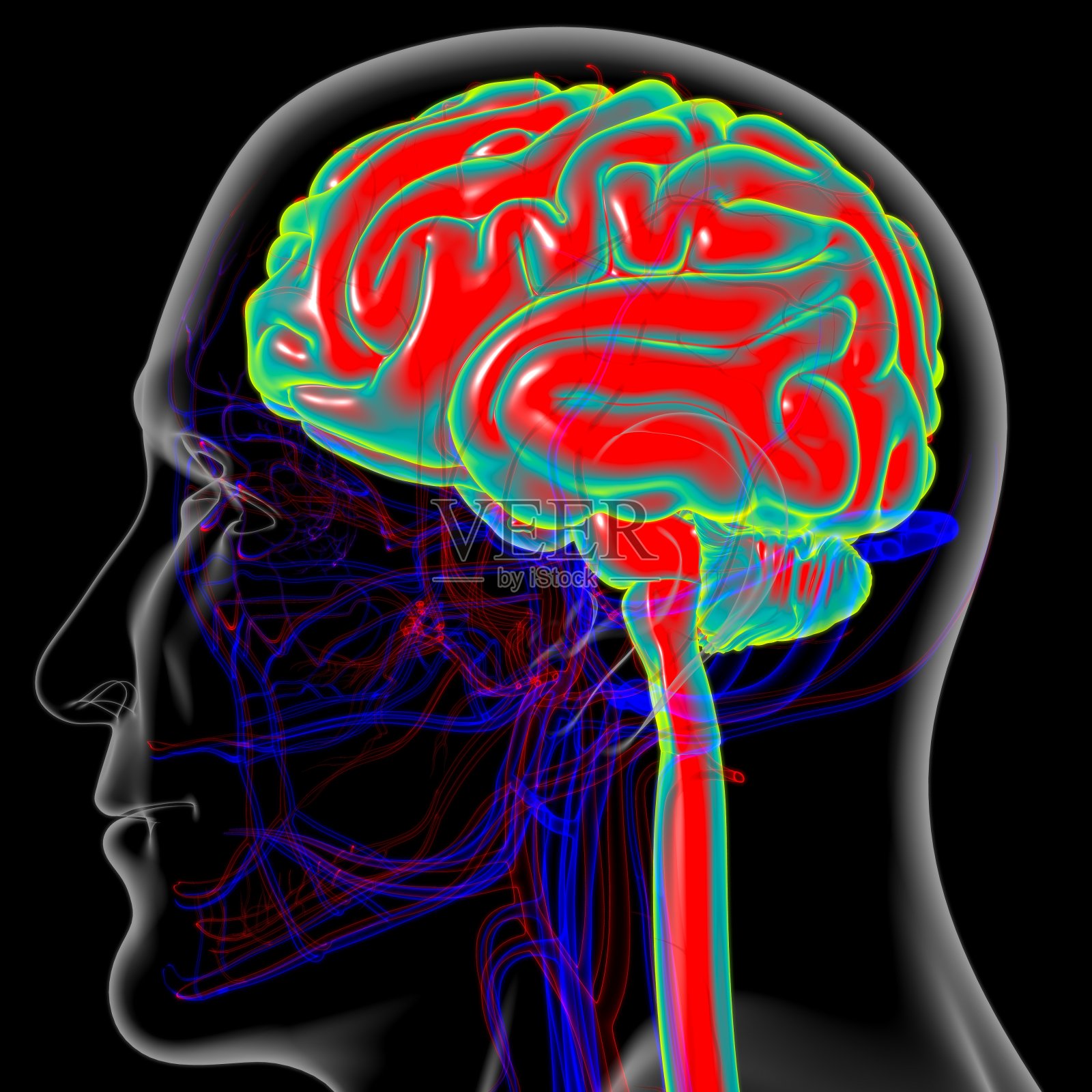 人体大脑解剖的医学概念3D照片摄影图片