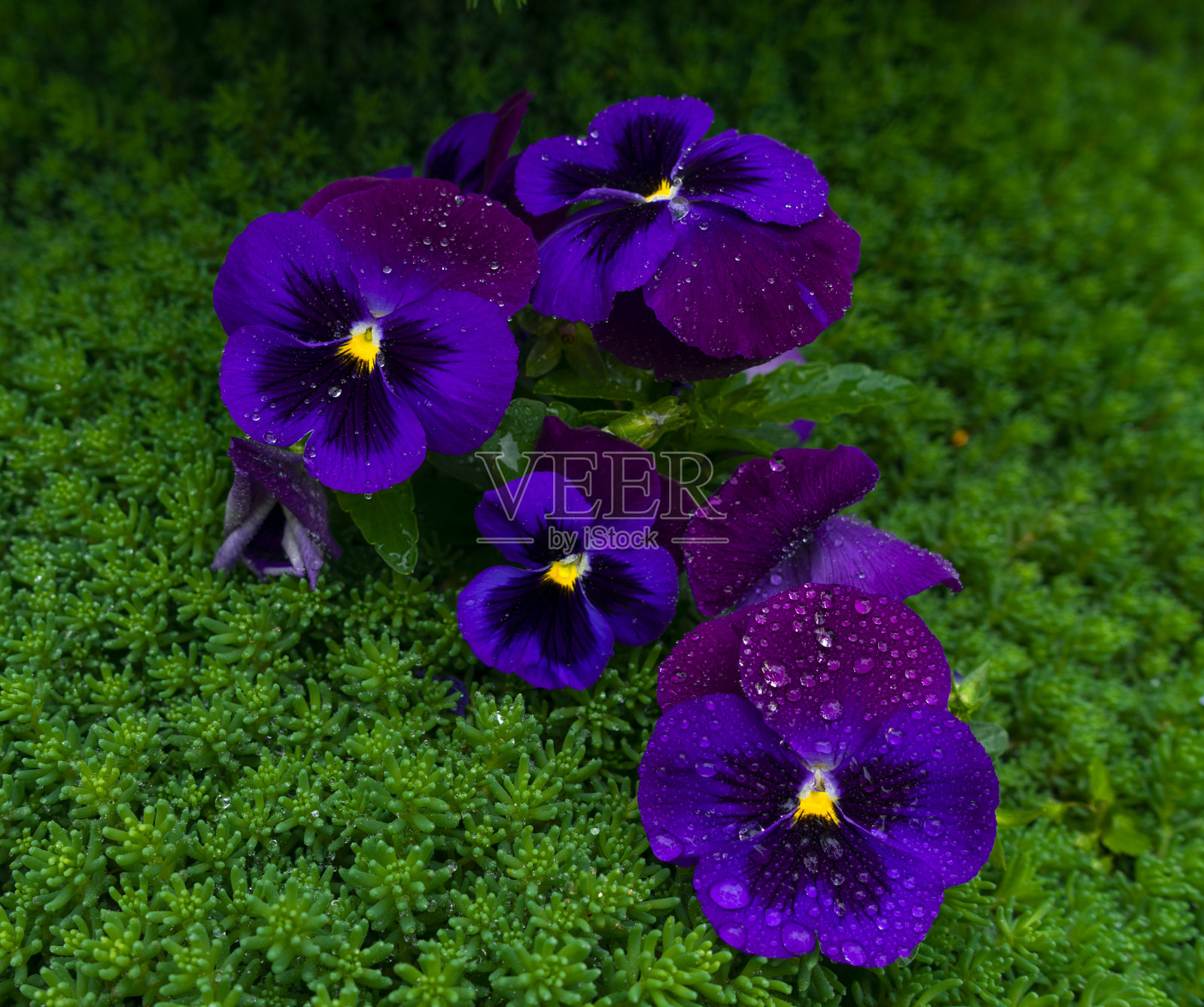 紫色三色紫罗兰花照片摄影图片