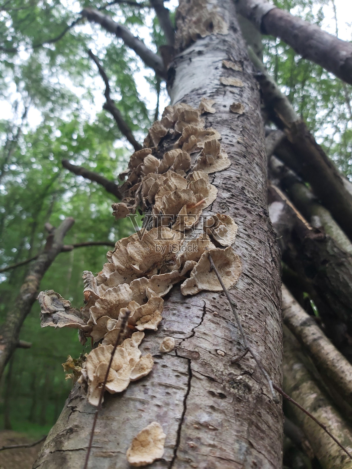 林中漫步照片摄影图片