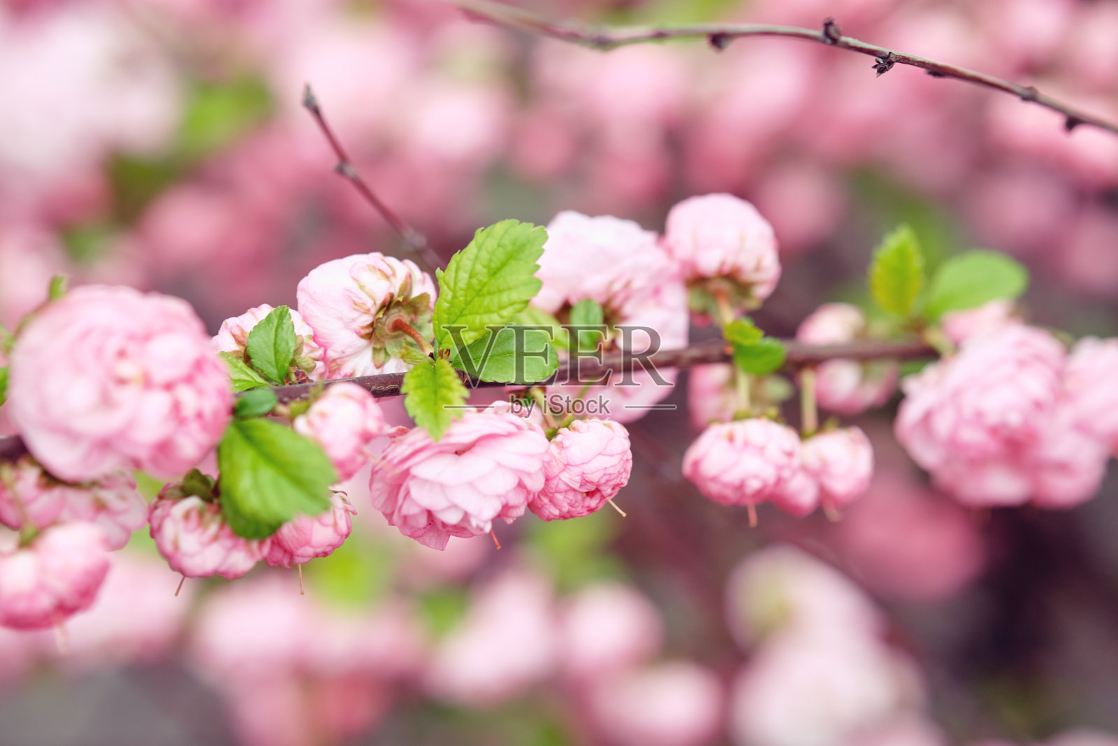 花期杏仁。树枝上有粉红色的花。春天照片摄影图片