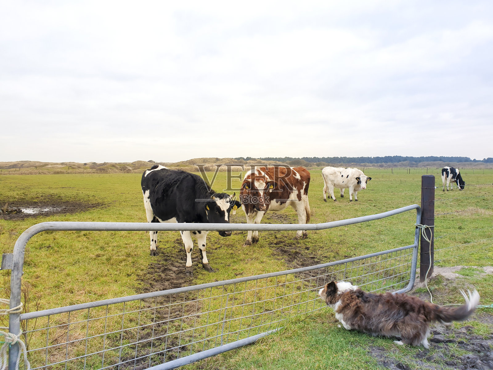 柯基狗遇见了奶牛照片摄影图片