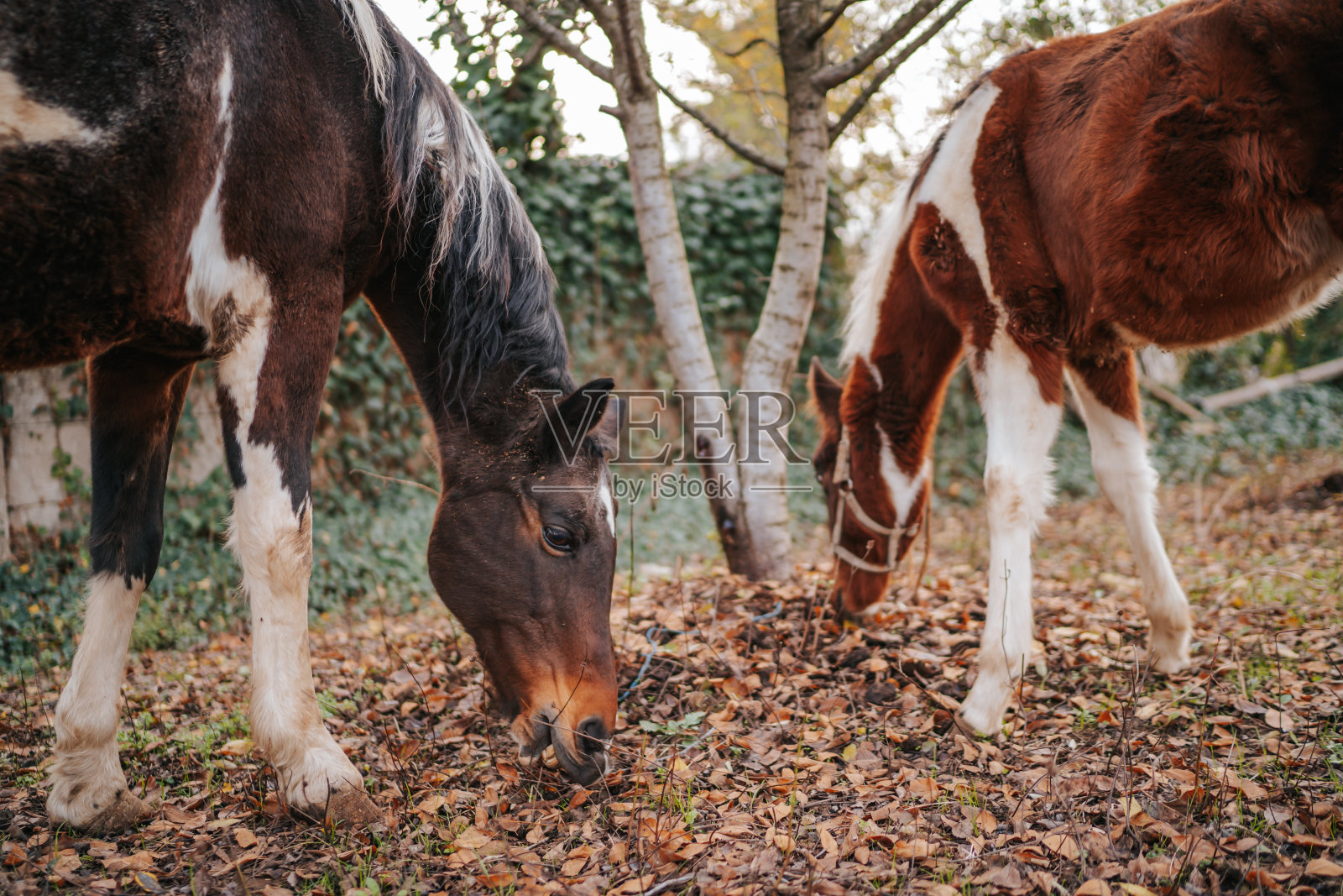 马吃草在户外照片摄影图片