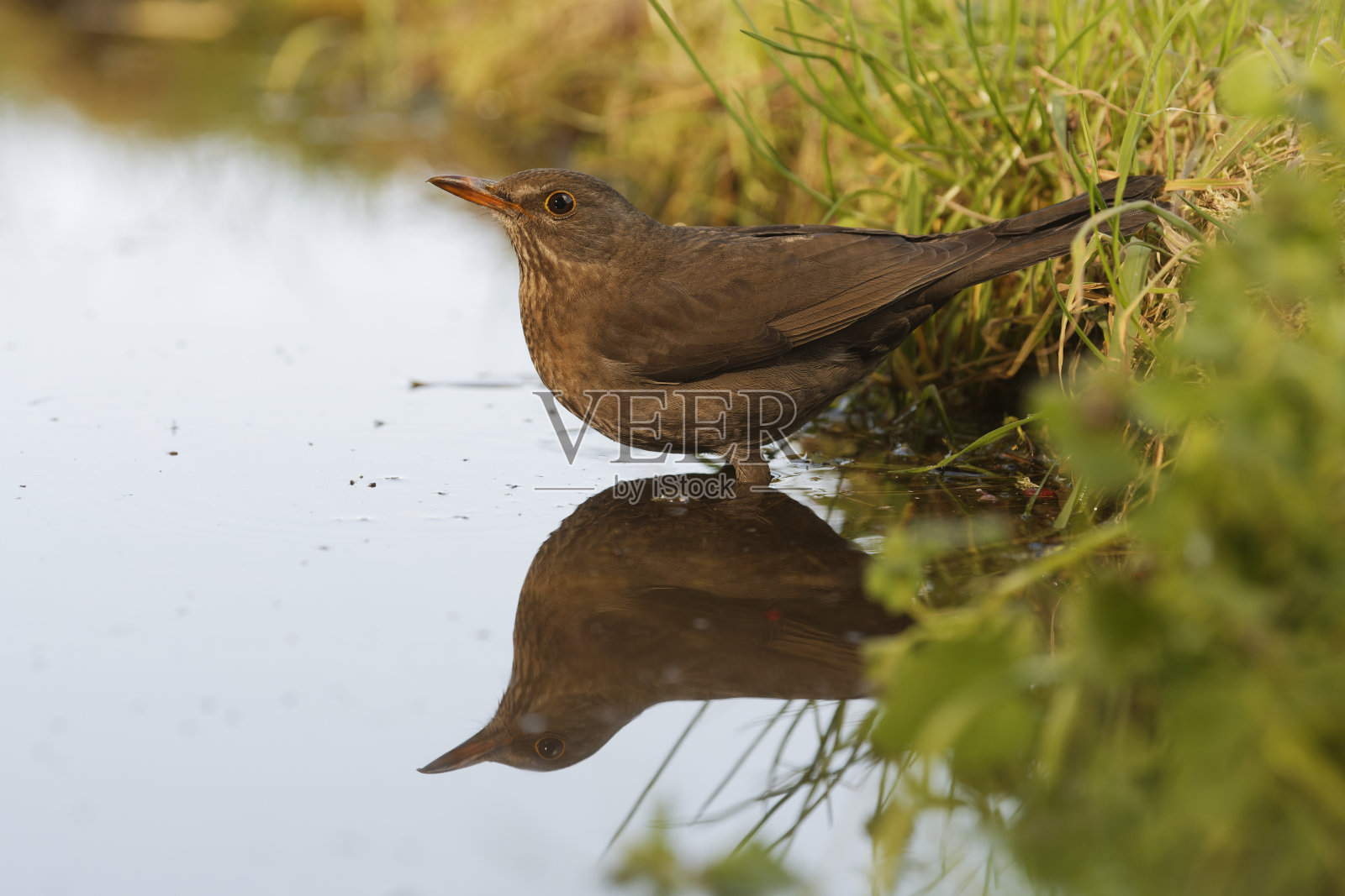 雌性黑鸟喝照片摄影图片