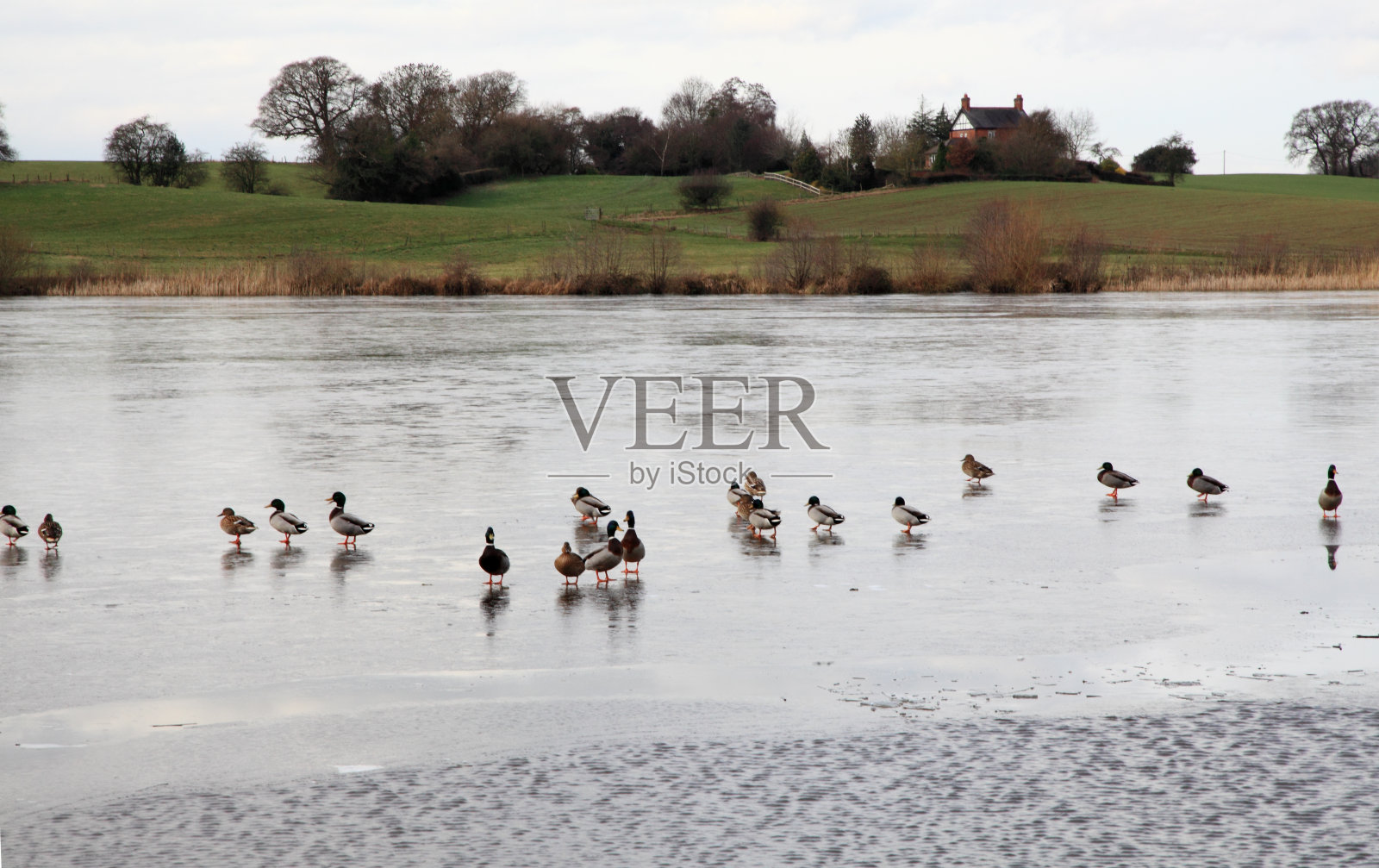 池塘滑冰鸭子照片摄影图片