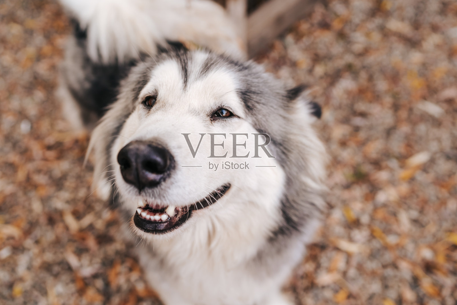 阿拉斯加雪橇犬躺在户外放松照片摄影图片