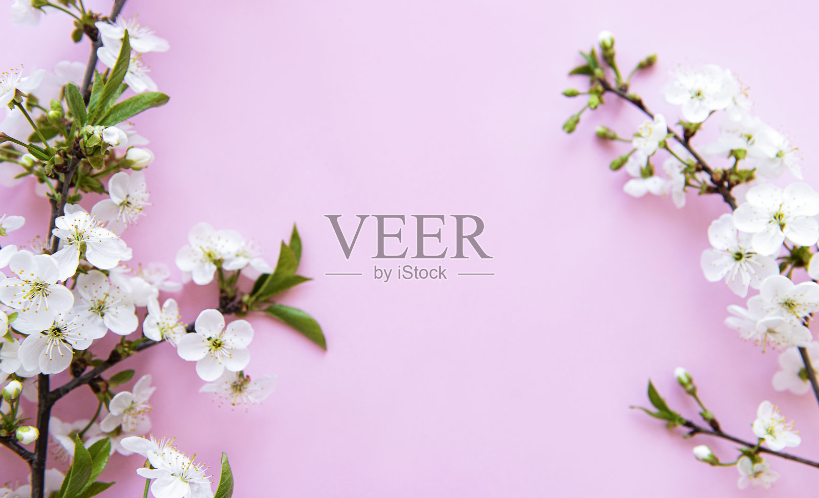 春天的边界背景与美丽的白色花枝。照片摄影图片