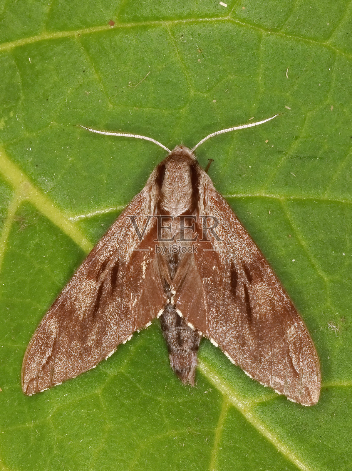 松一照片摄影图片