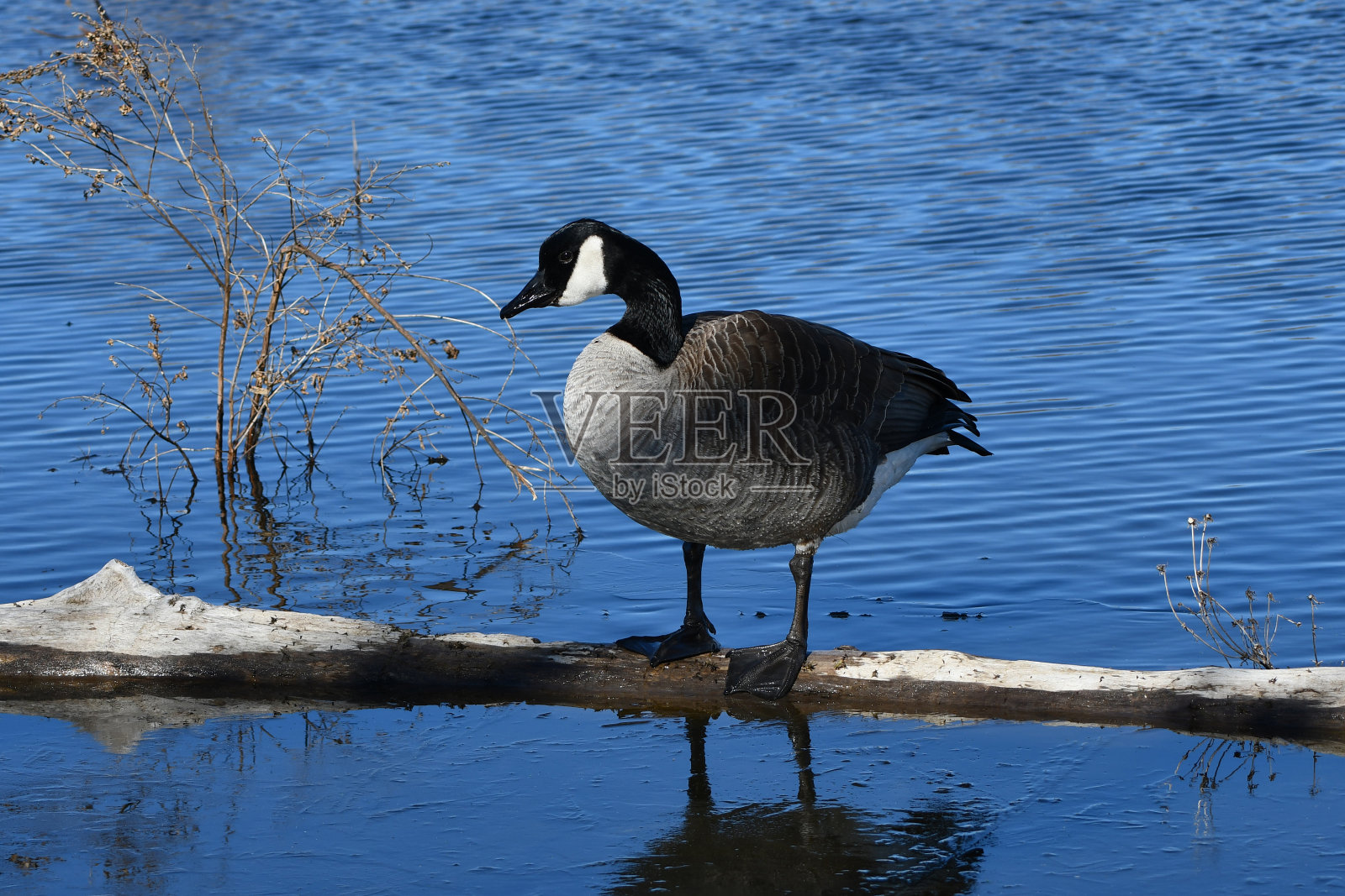 黑额黑雁照片摄影图片