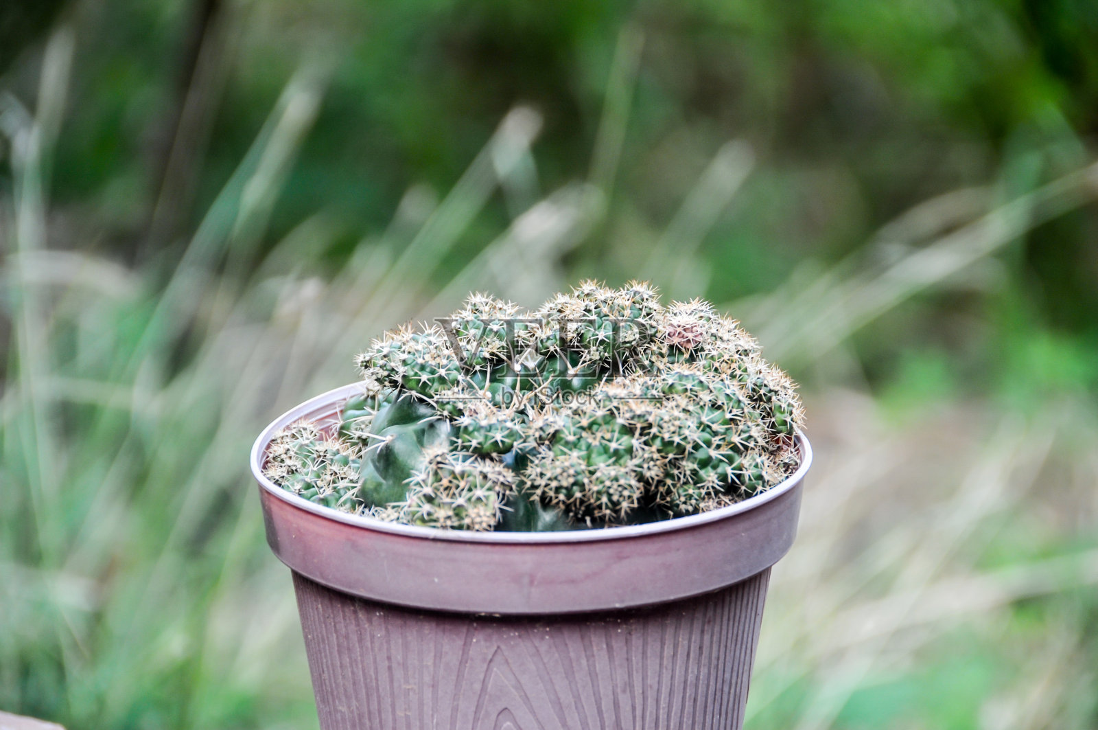 仙人掌是一种观赏植物，通常种植在盆中照片摄影图片