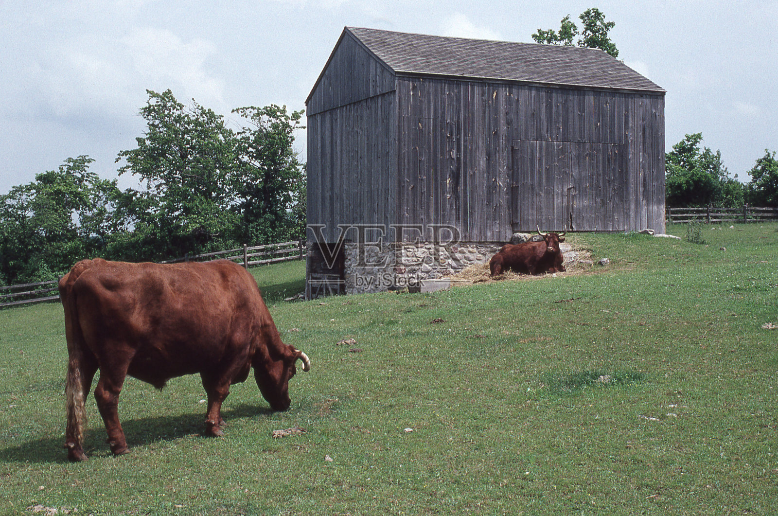 公牛 + 谷仓照片摄影图片