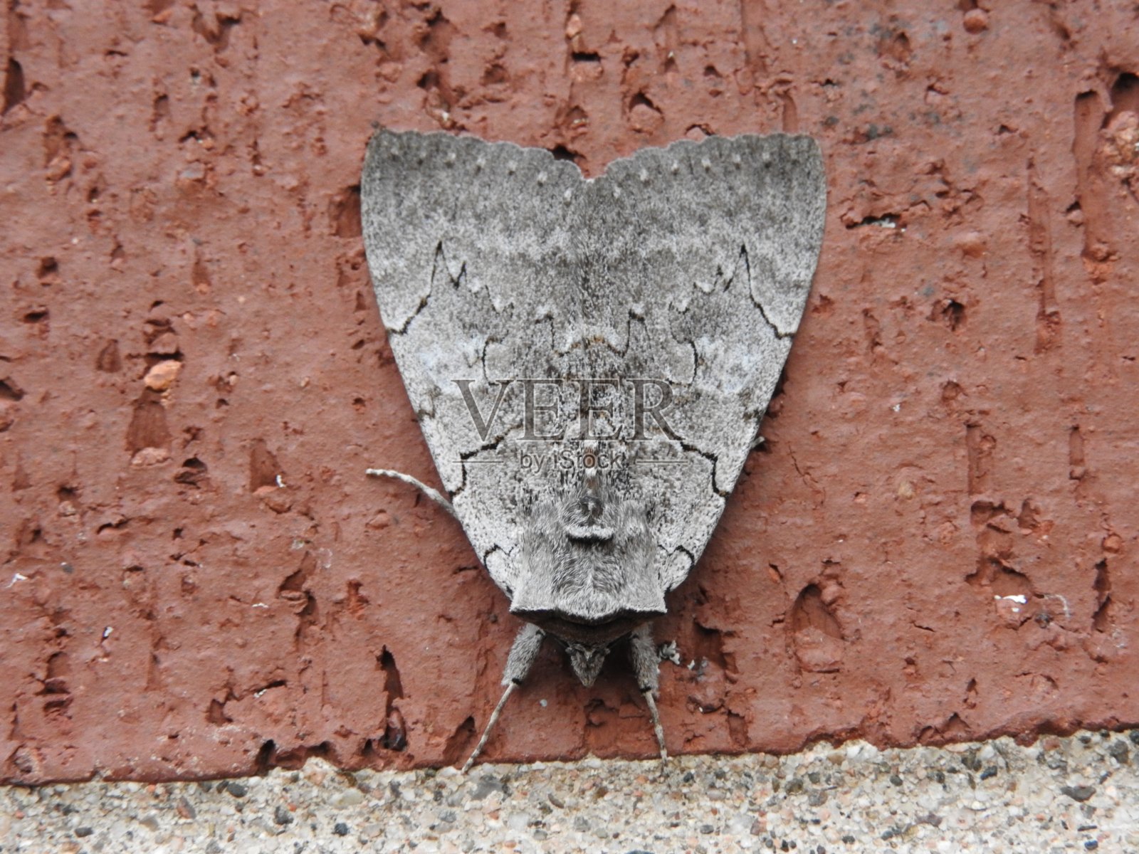 蛾照片摄影图片