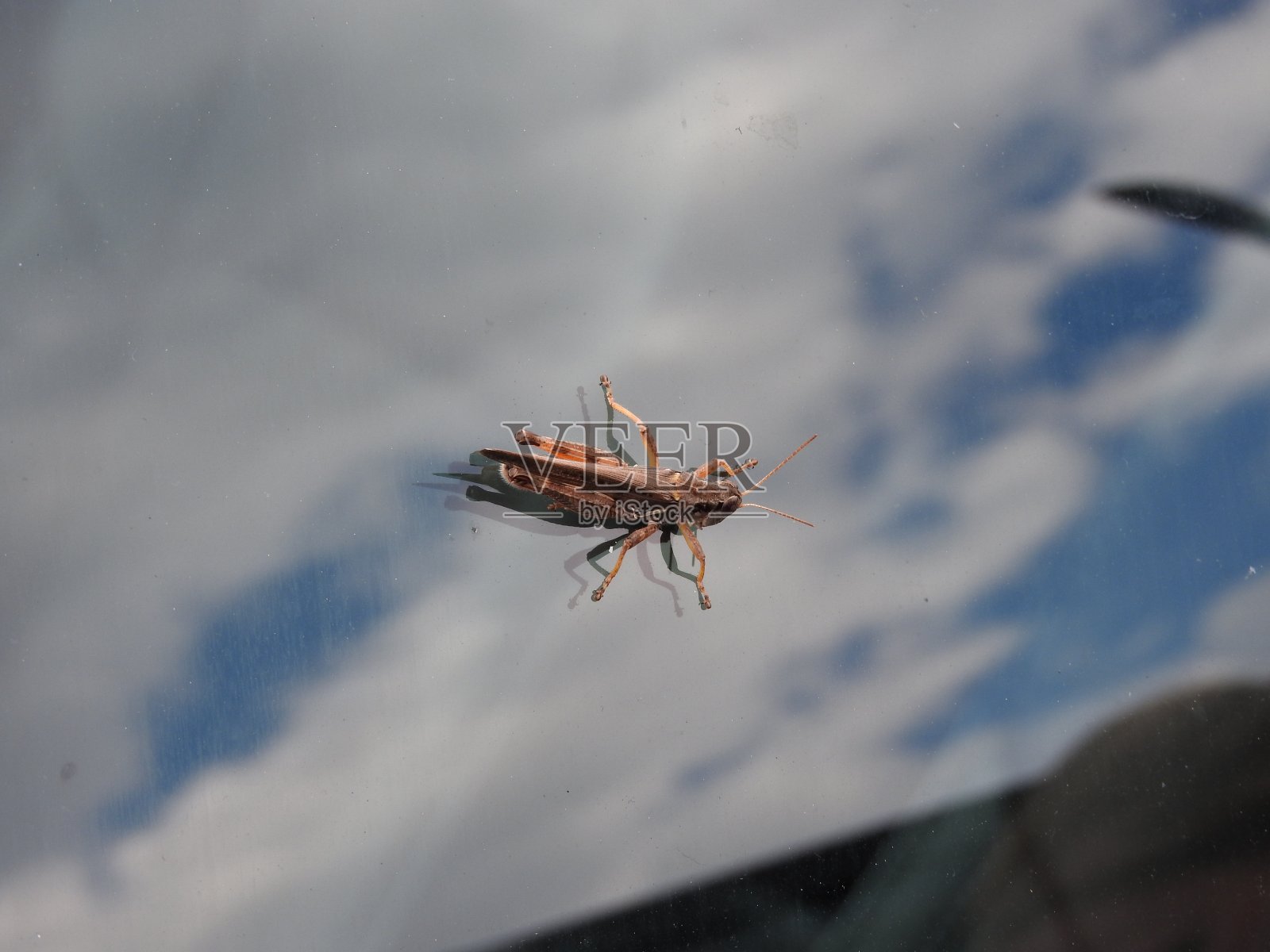 蚱蜢照片摄影图片